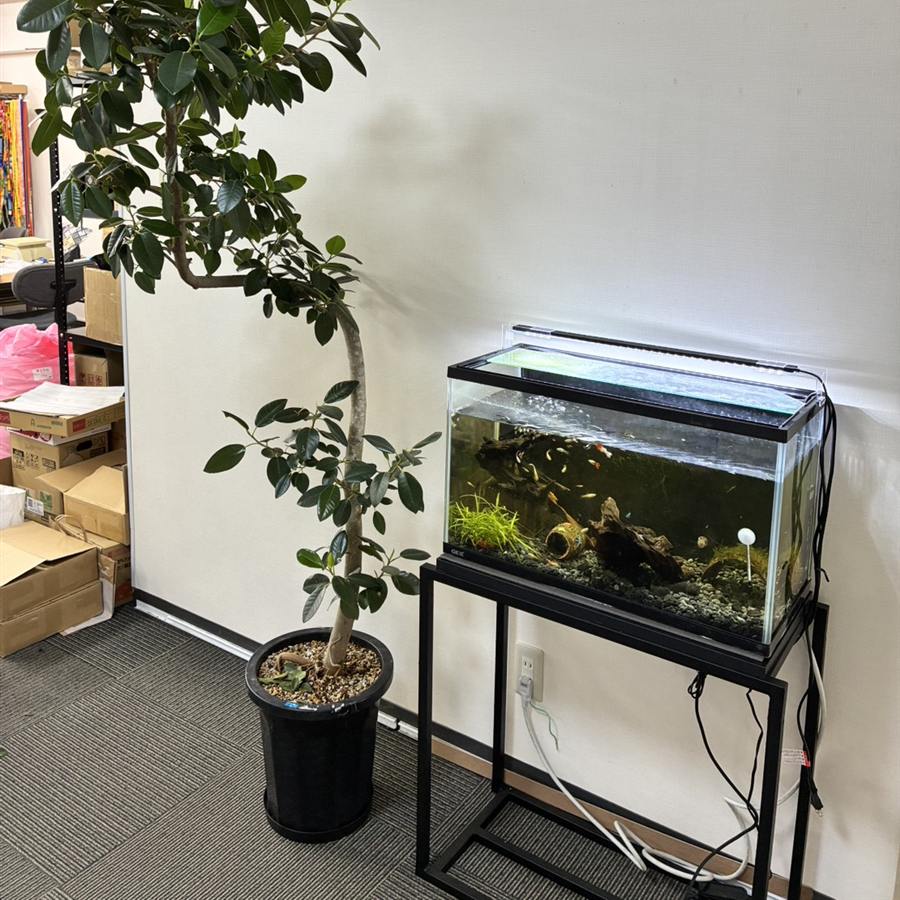 水槽と観葉植物のある休憩室